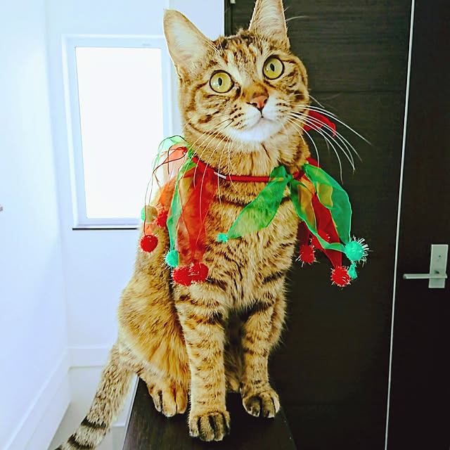 nrさんの実例写真