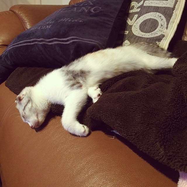 yokkochanさんの実例写真