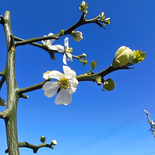 Rubiconさんの部屋