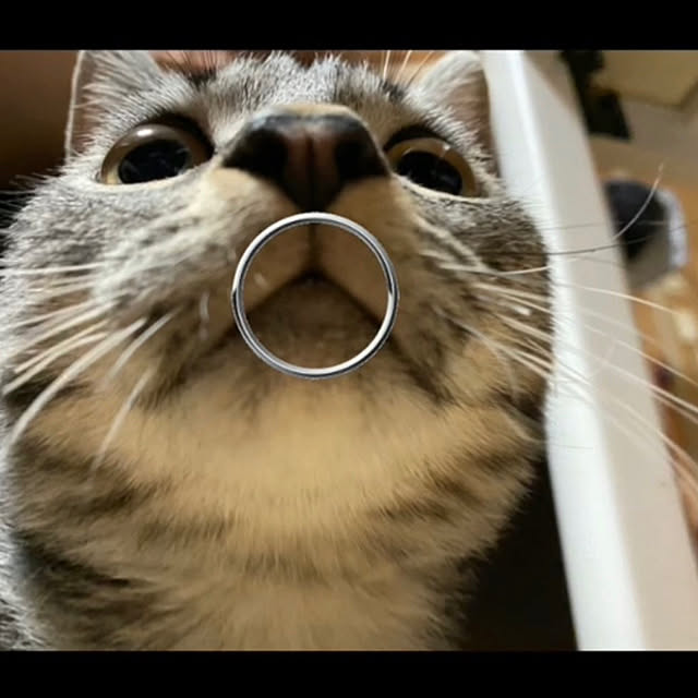 実例写真