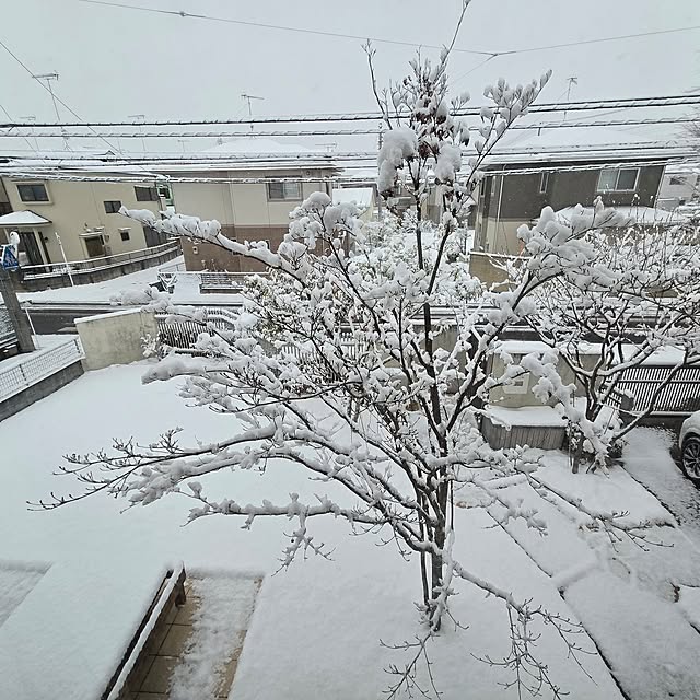 mutyukingさんの実例写真