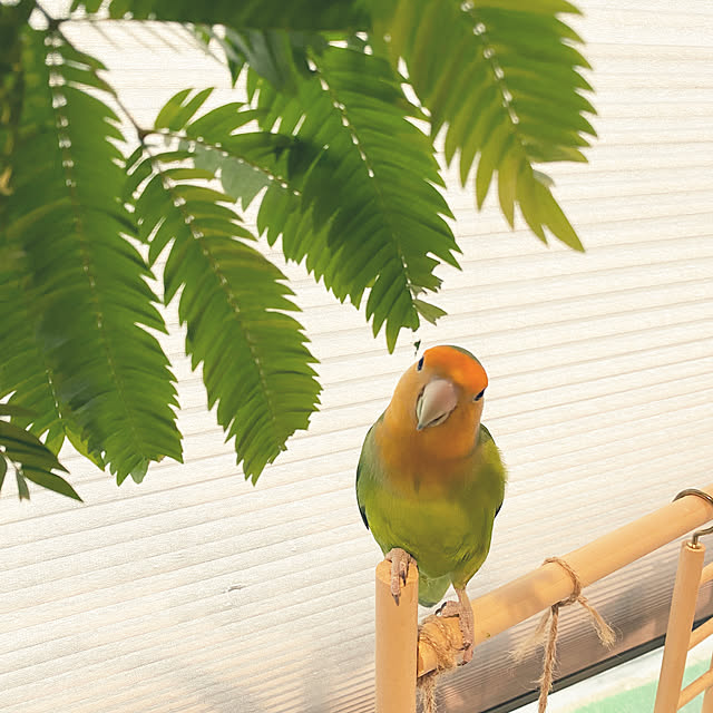moainanoさんの部屋