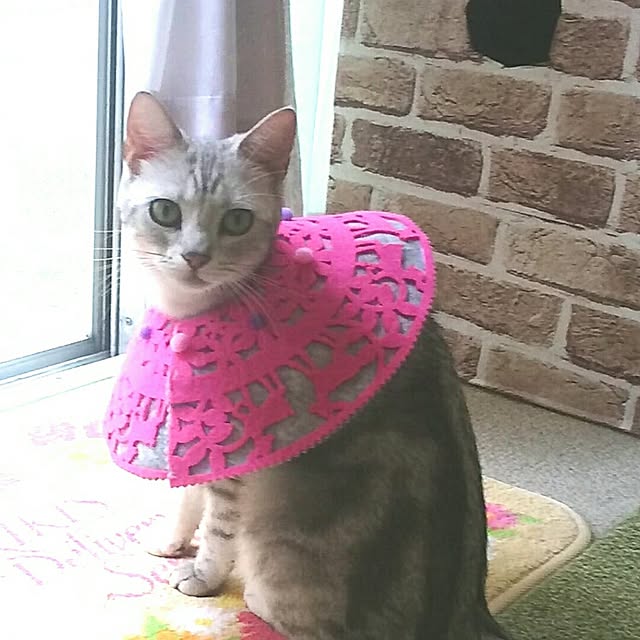 simaumaさんの実例写真