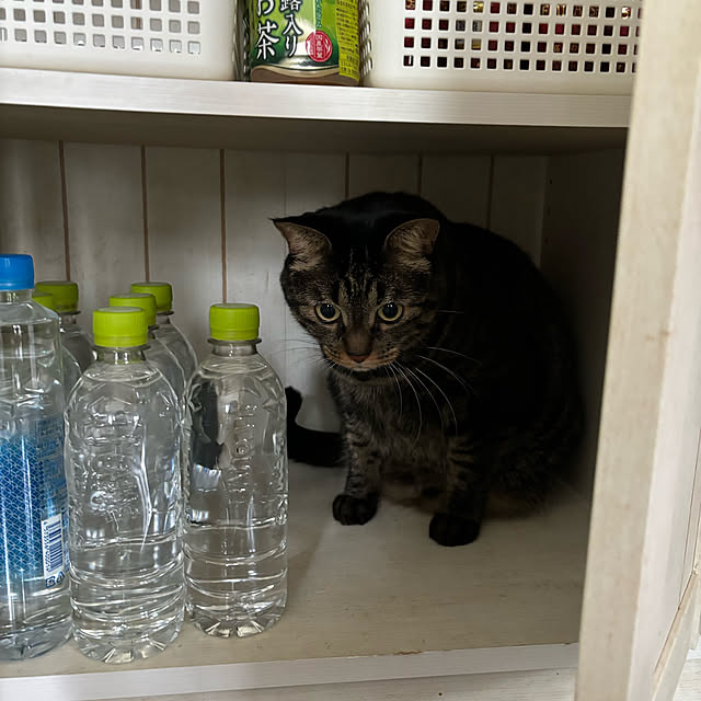 momocchiさんの実例写真