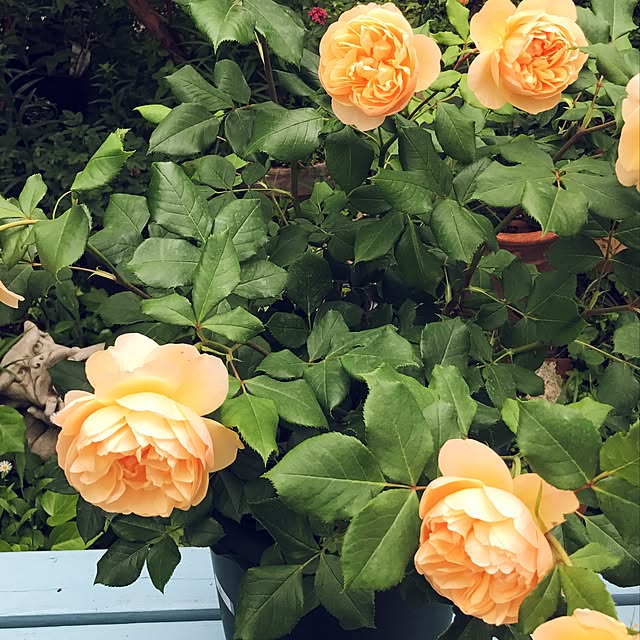 sil_tilさんの実例写真