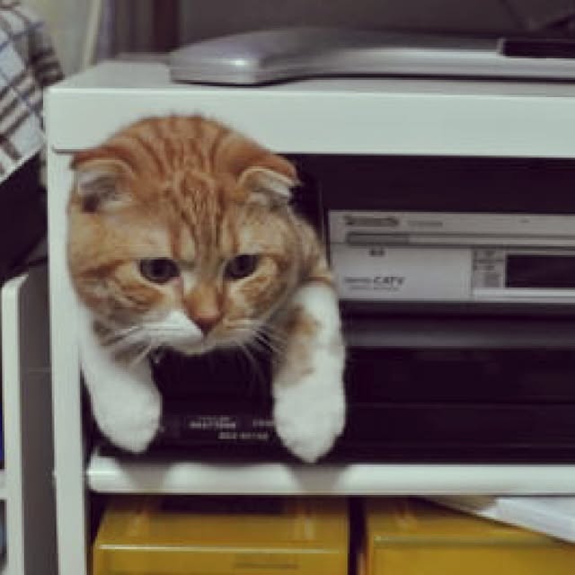 pikkariさんの実例写真