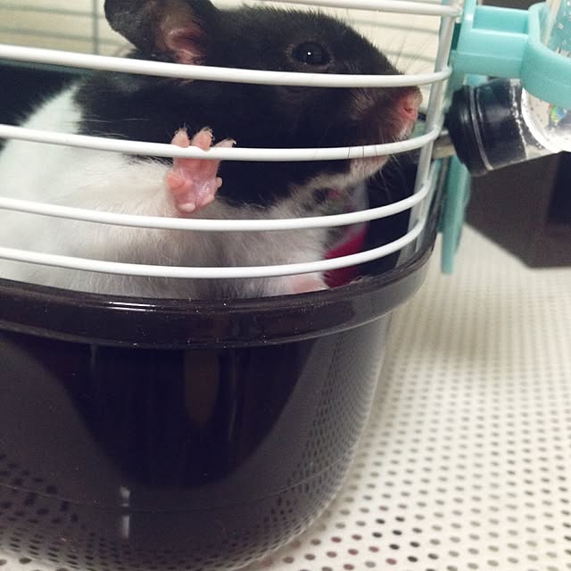 himebonさんの実例写真