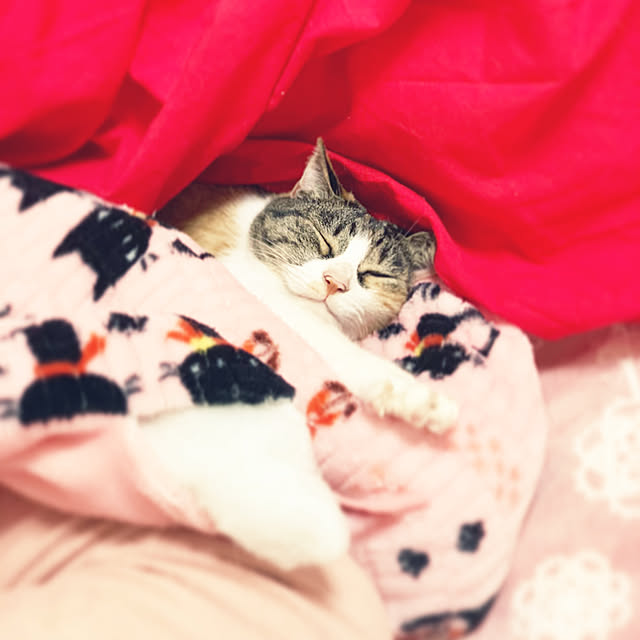tsugumo8300さんの実例写真