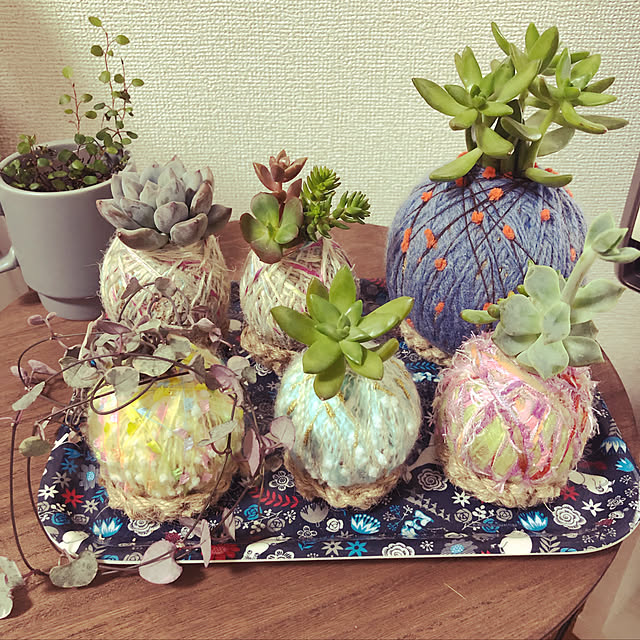 ナチュラル/多肉植物/観葉植物/リビングのインテリア実例 - 2019-05-29 23:33:05