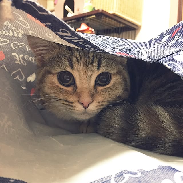 keibooさんの実例写真