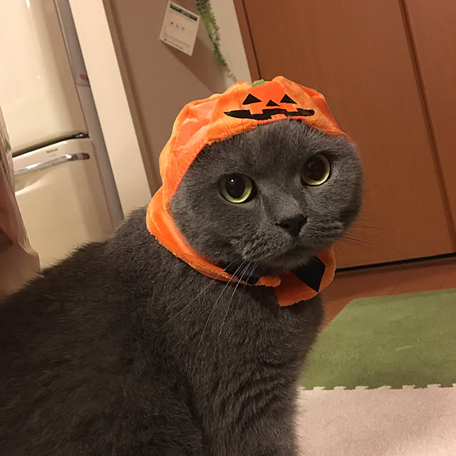 ikettenさんの実例写真