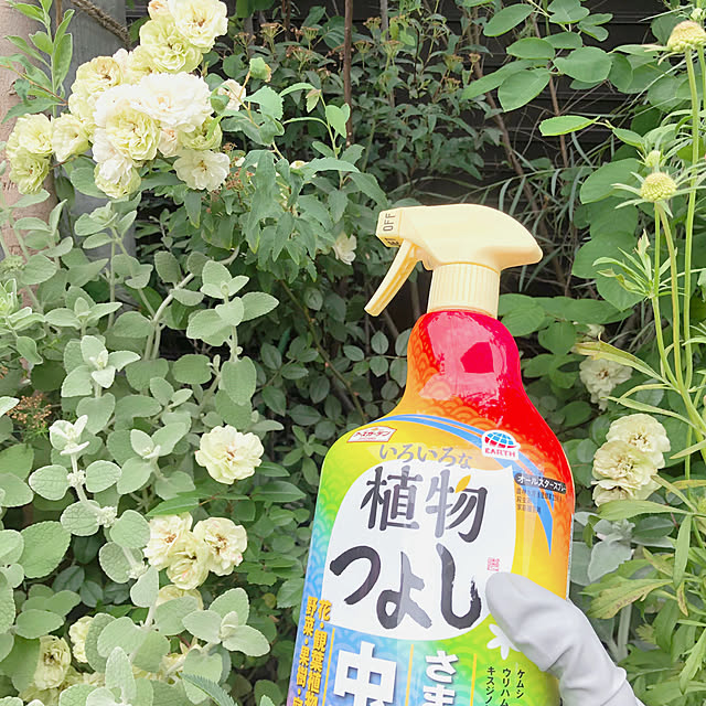doremiさんの実例写真