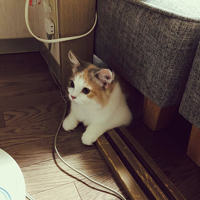 sayaoさんの実例写真