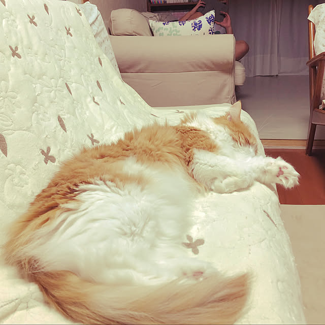 uchidaizuさんの実例写真