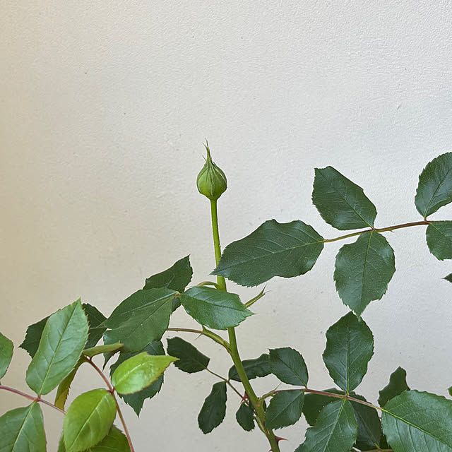 choさんの実例写真