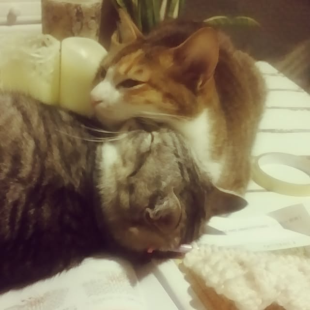 annさんの実例写真