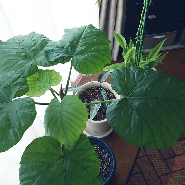 Renさんの実例写真