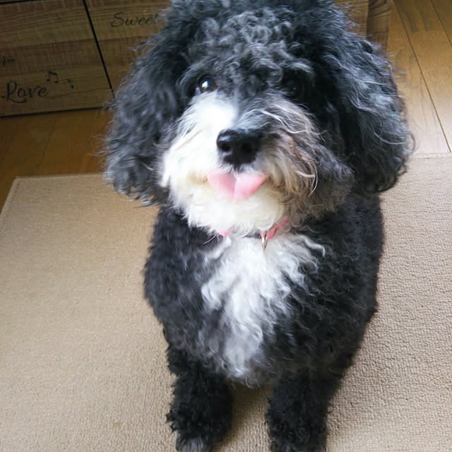 chinon7211さんの実例写真