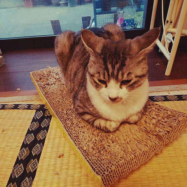 Mikaさんの実例写真