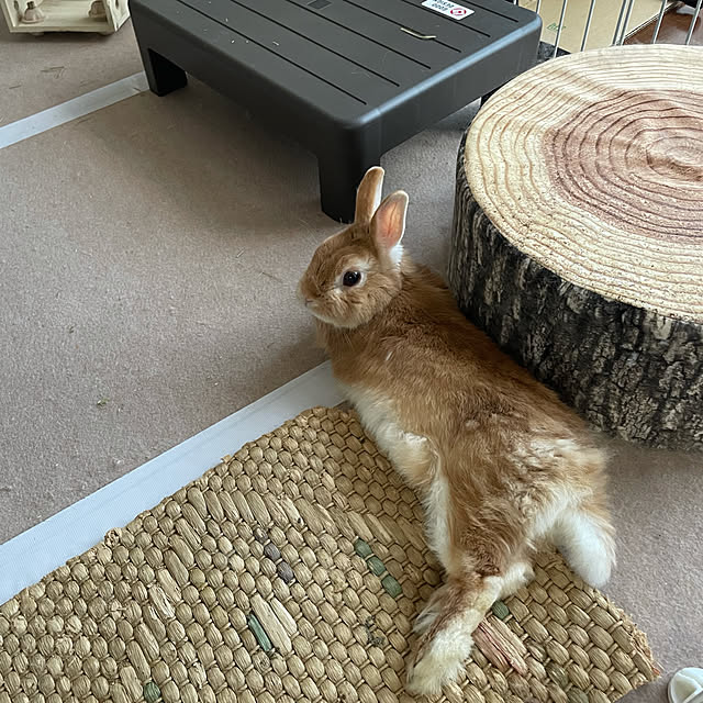 anaさんの実例写真