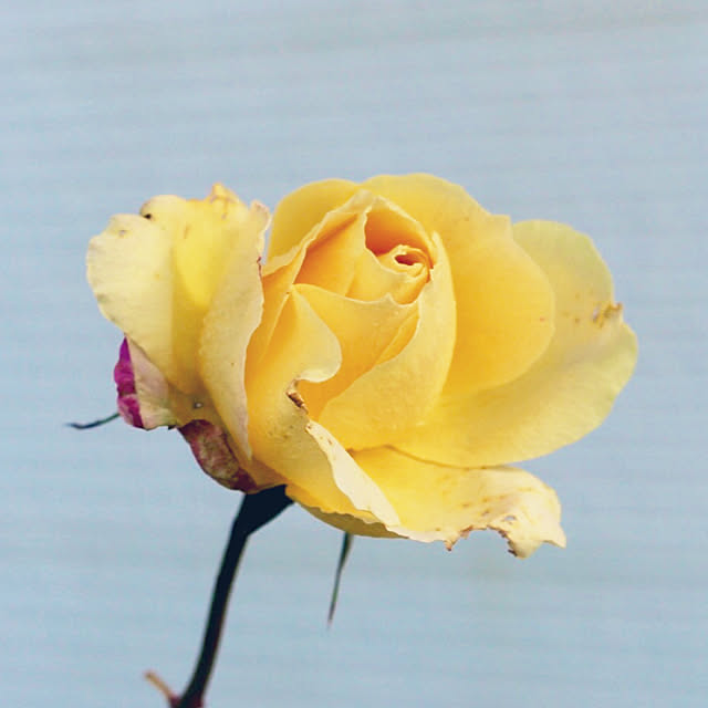 tomoさんの実例写真