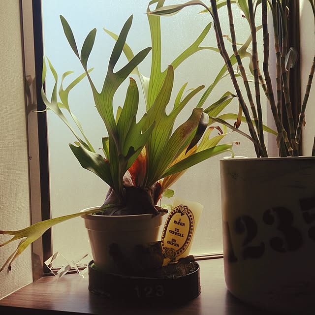 shs1019shsさんの実例写真