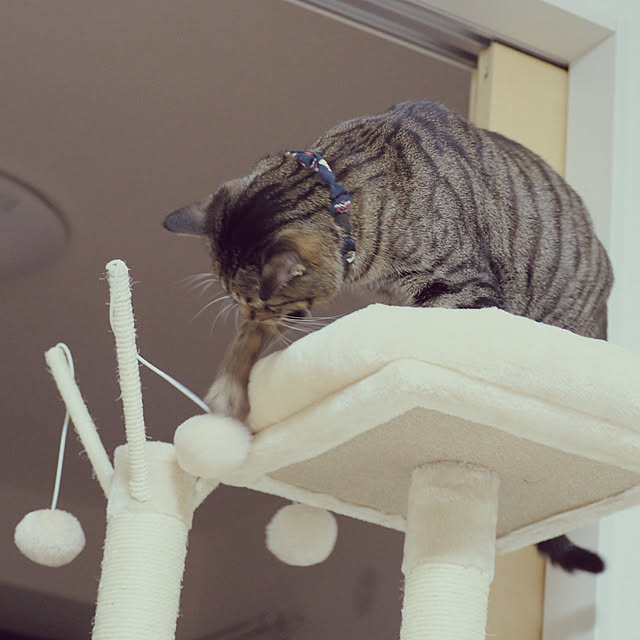 siroさんの実例写真