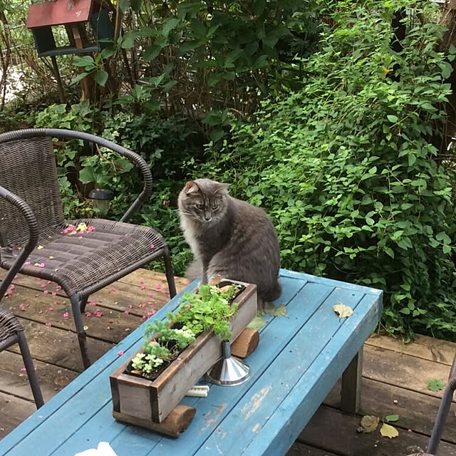 ayuさんの実例写真