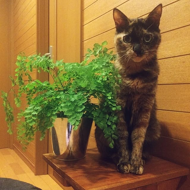 asianoneさんの実例写真