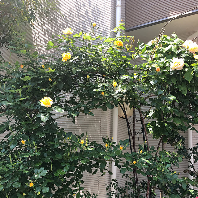 angelrose.yuuさんの実例写真