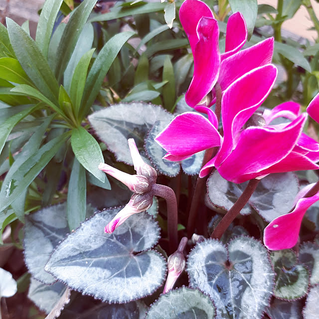 min_nimさんの実例写真