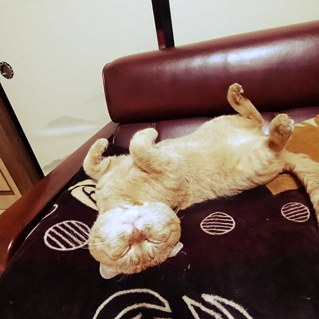 y.ebihara0811さんの実例写真