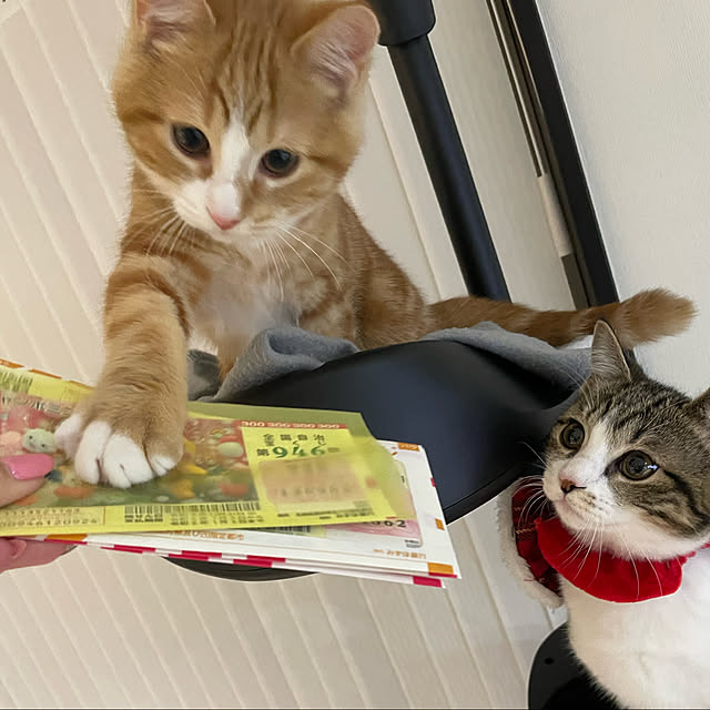 maimaiさんの実例写真