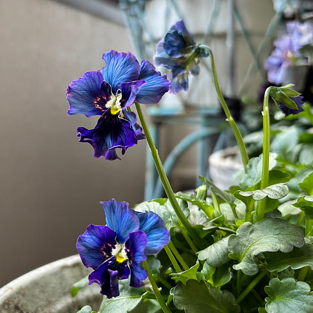 Kuniさんの実例写真