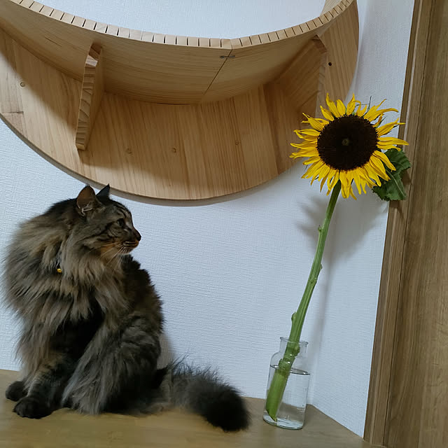sayan_0321さんの実例写真