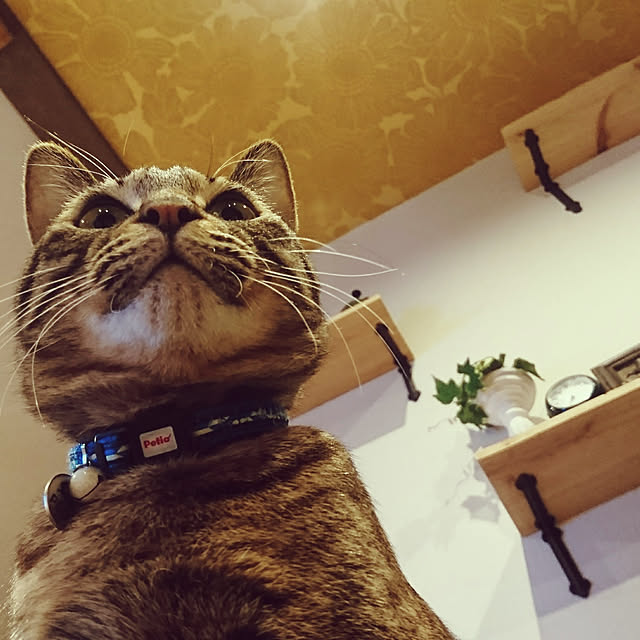実例写真