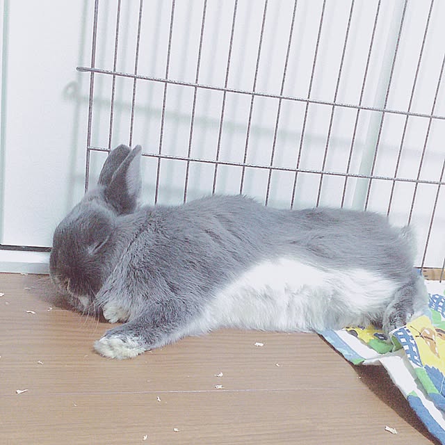 sippoさんの実例写真