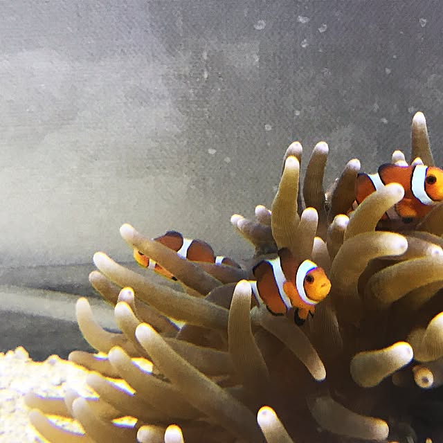 aquaさんの実例写真