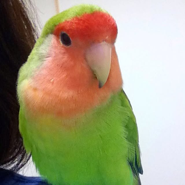 madokaさんの実例写真