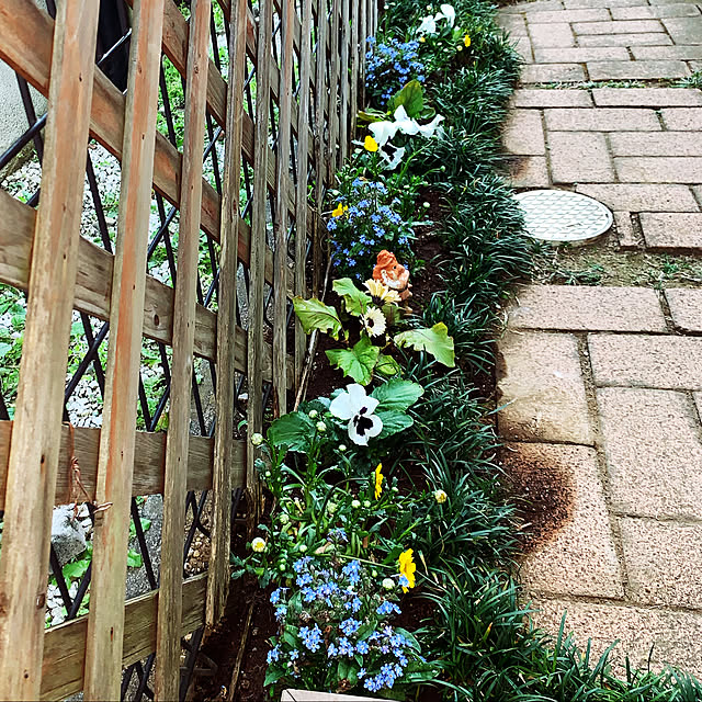 クリサンセマム・ ムルチコーレ/ガーベラ/パンジー寄せ植え/忘れな草/アプローチ脇の花壇...などのインテリア実例 - 2022-03-16 16:33:55