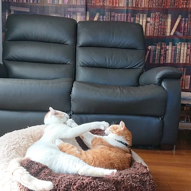 NOAHさんの実例写真