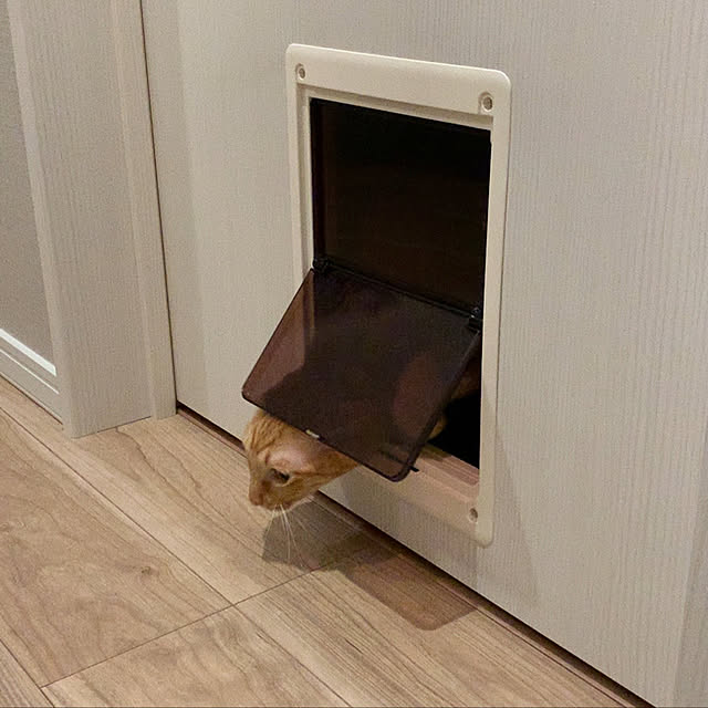 neko_daisukiさんの実例写真