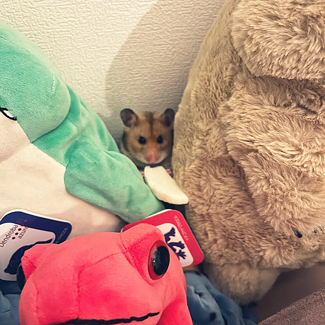 khaiさんの部屋