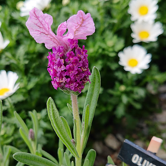 yellowflowerさんの実例写真