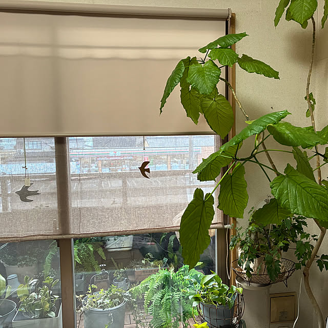 cagosukiさんの実例写真