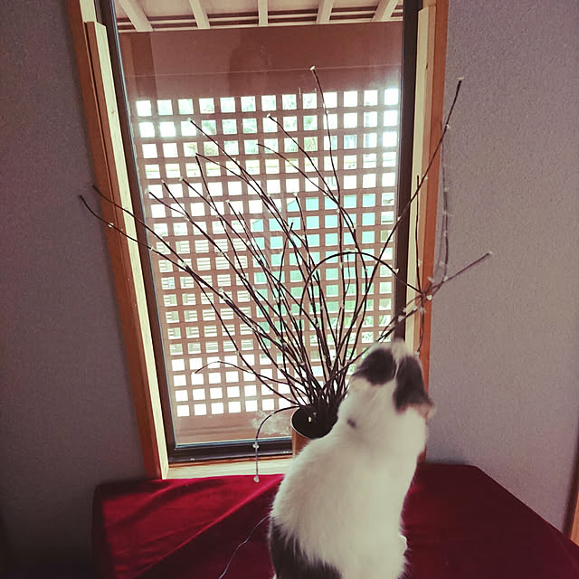 uchizukonyanさんの実例写真