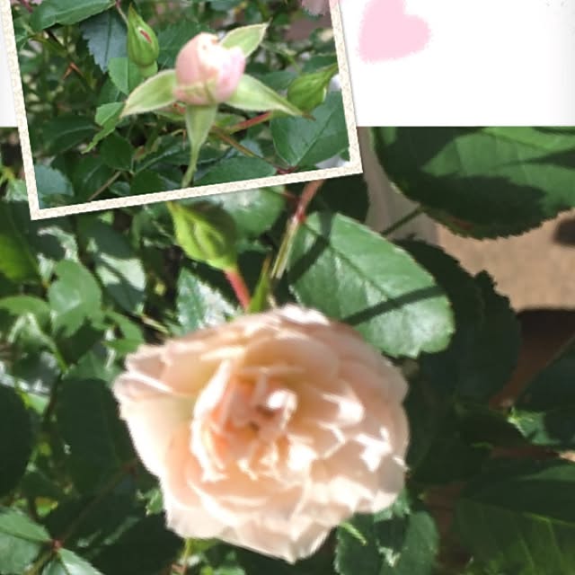 koihiさんの実例写真