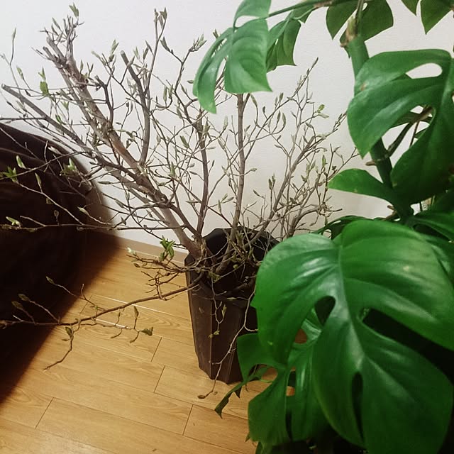 ganeshさんの実例写真