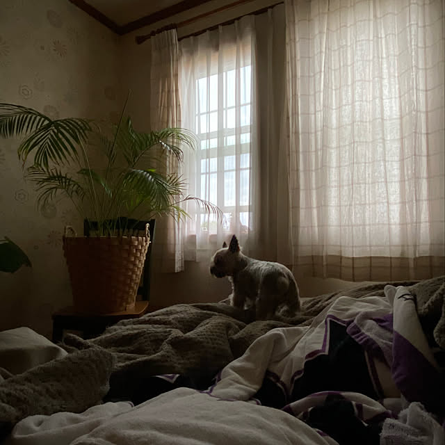 misacoさんの実例写真