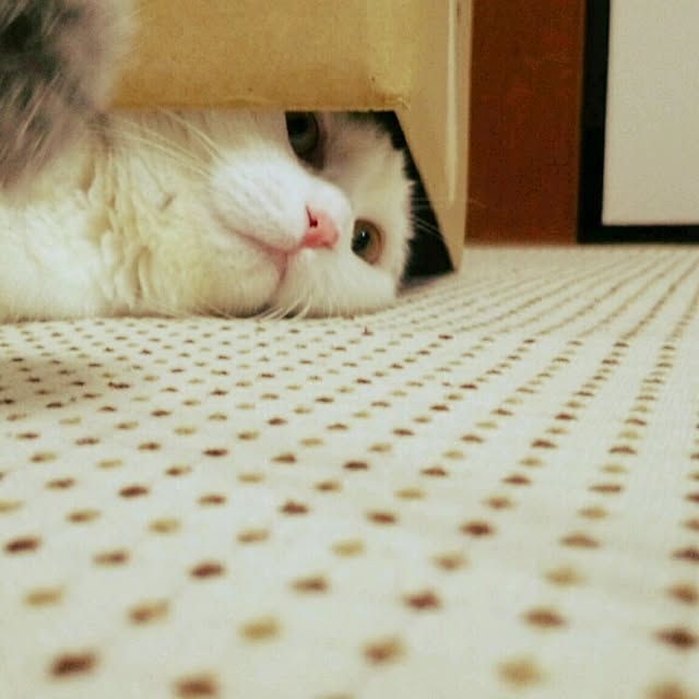 Sachiさんの実例写真